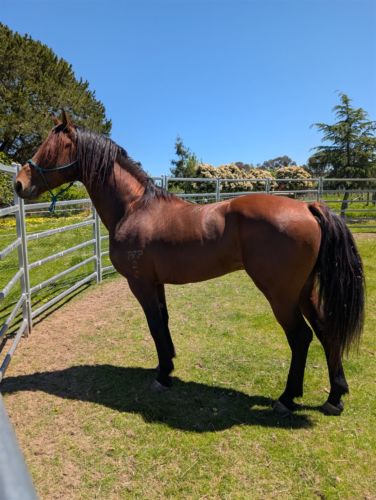 Pinnacle Trend Setter, registered Waler stallion